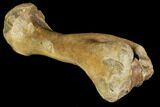 Pleistocene Aged Fossil Bison Humerus Bone - Kansas #150449-2